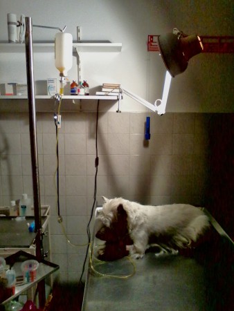 Ez a kutyus időben került infúziós kezelésre.